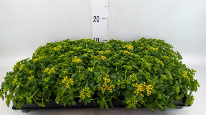 <h4>Sedum   ...</h4>