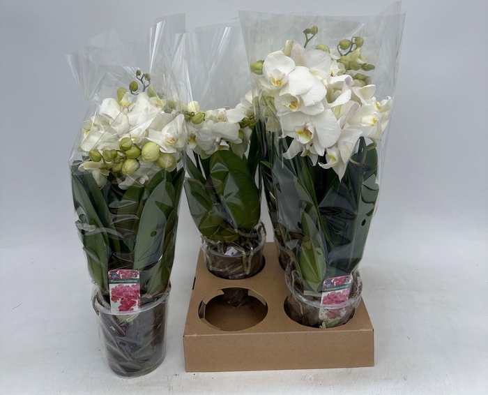 <h4>PHAL OV WIT</h4>