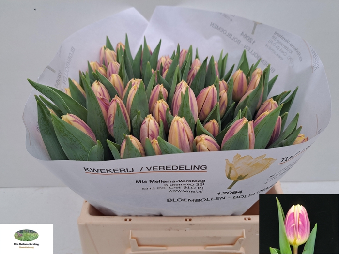 <h4>TU EN HAPPY FEET</h4>