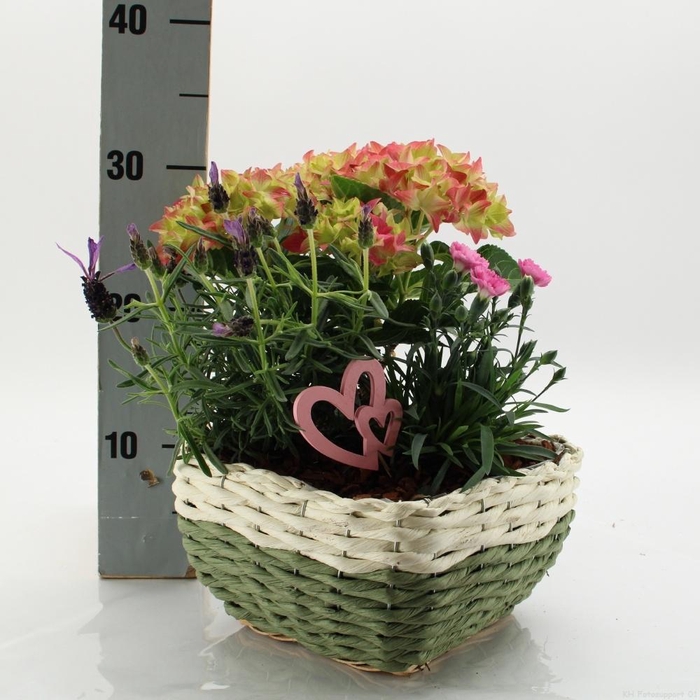 <h4>ARR TUINPLANTEN</h4>