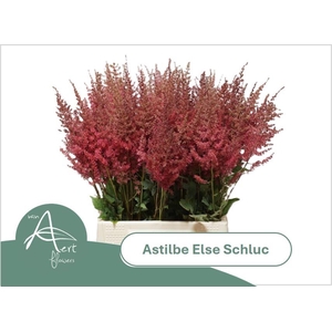 ASTIL AR ELSE SCHLUC