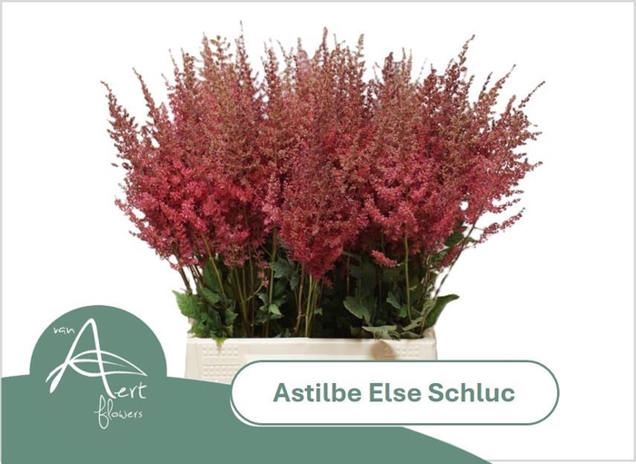 <h4>ASTIL AR ELSE SCHLUC</h4>