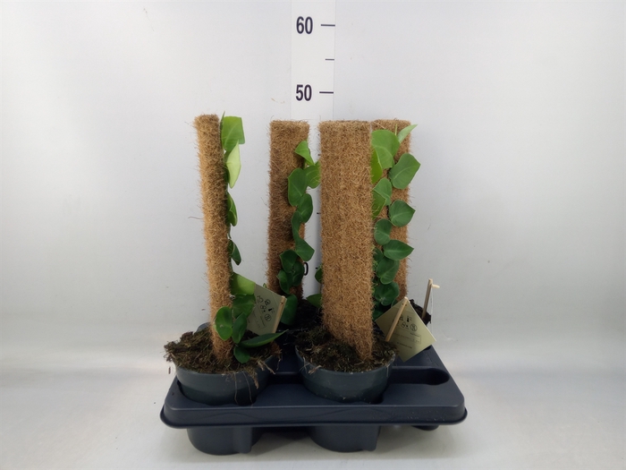 <h4>Rhaphidophora hayi</h4>