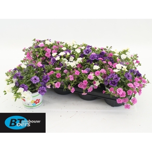 CALIB TR PETTICOAT