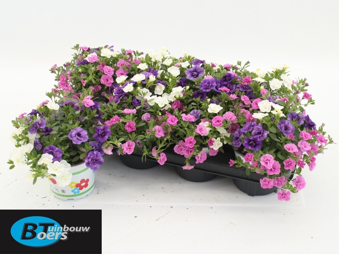 <h4>CALIB TR PETTICOAT</h4>