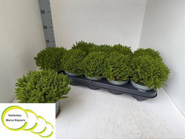 <h4>HEBE EMERALD P11</h4>