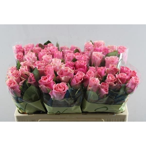 R Gr Ligh P Tacazzi+ L50