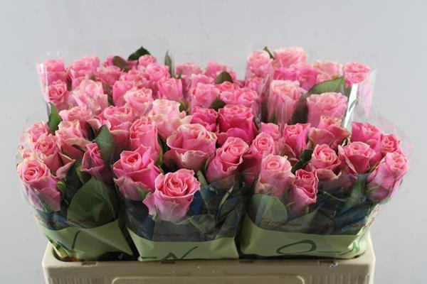 <h4>R Gr Ligh P Tacazzi+ L50</h4>