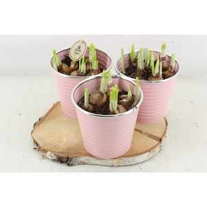 arr4 Narcis PL - Hout schijf 3pot pink