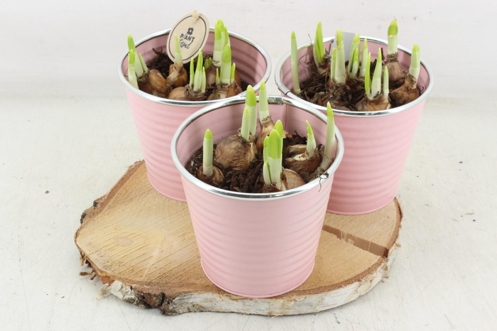 <h4>arr4 Narcis PL - Hout schijf 3pot pink</h4>