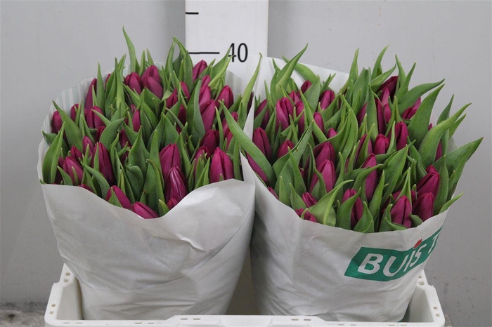 <h4>Tu En Purple Prince</h4>