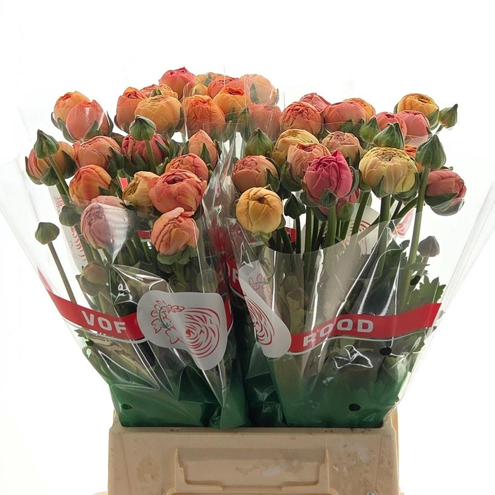 <h4>Ran Aazur Salmon</h4>