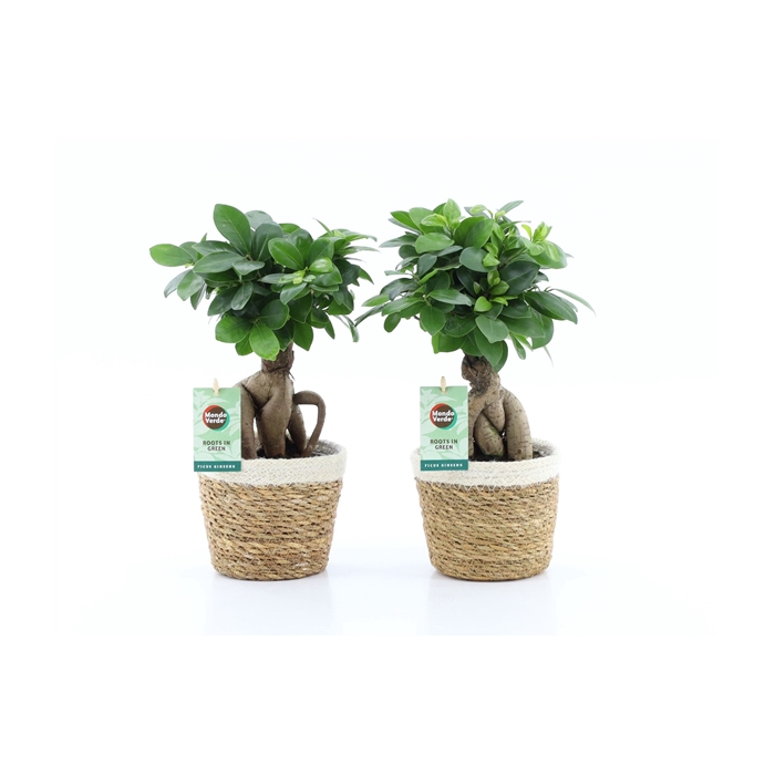 <h4>Ficus Ginseng in Noah Korb</h4>