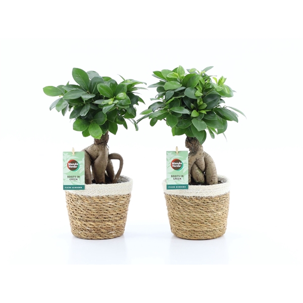 <h4>Ficus Ginseng in Noah Korb</h4>