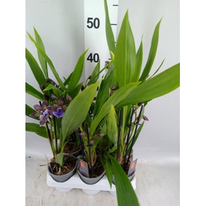 Zygopetalum  'Impasto Blue'