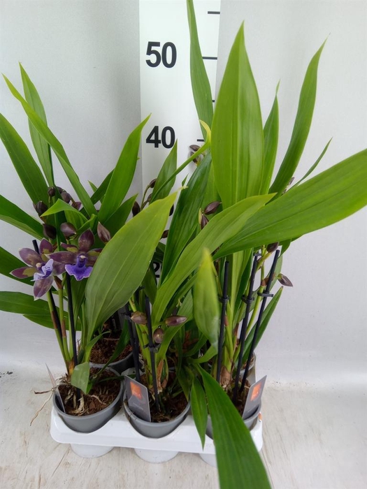 <h4>Zygopetalum 'Impasto Blue'</h4>