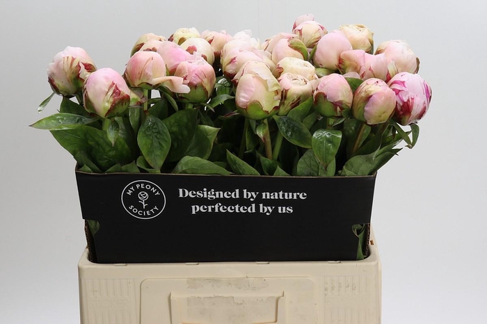 <h4>Paeonia Carl G. Klehm</h4>