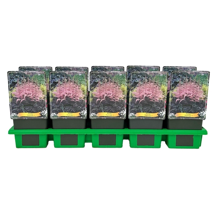 <h4>Astilbe</h4>