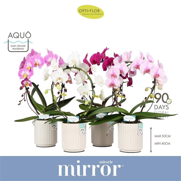 <h4>Phalaenopsis gemengd 3 kleuren</h4>