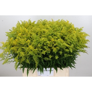 Solidago Tara Gold