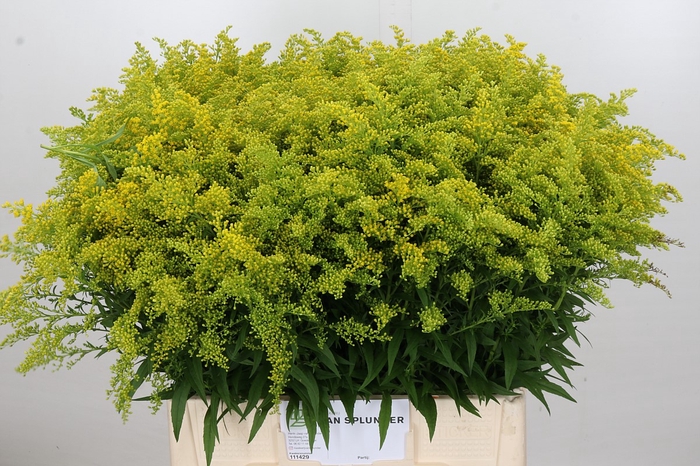 Solidago Tara Gold