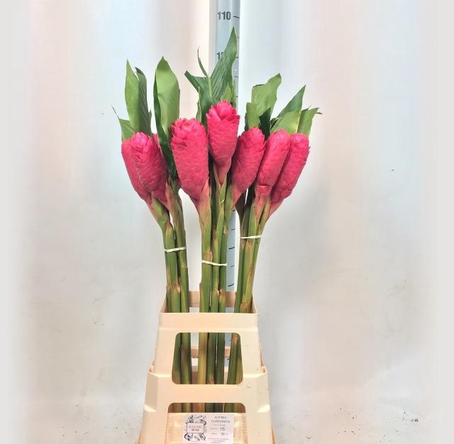 <h4>ALPINIA PURPURATA</h4>