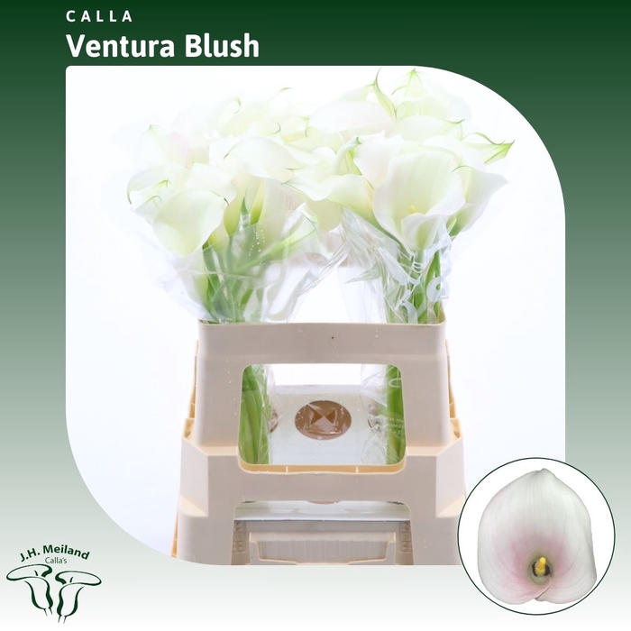 <h4>Calla Ventura Blush</h4>
