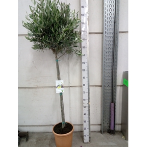 Olea europaea