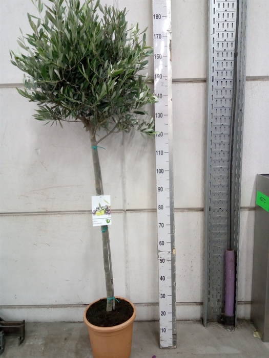 <h4>Olea europaea</h4>