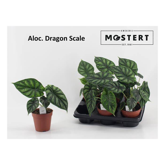 <h4>Alocasia Dragon Scale 12Ø 25cm 1pp</h4>