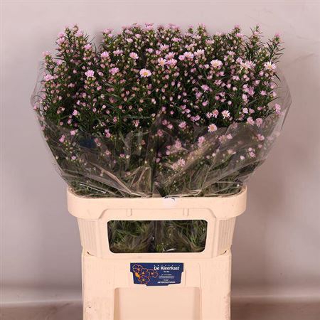 <h4>Aster Claudia</h4>