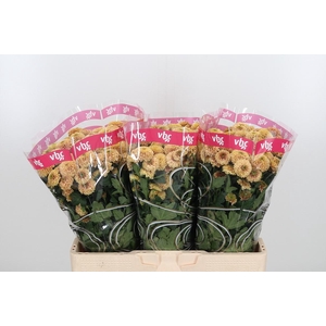 Chr San Aaa Doria Sa