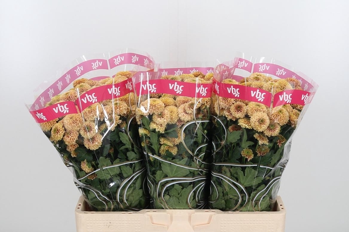 <h4>Chr San Aaa Doria Sa</h4>