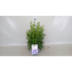 Campanula pers. 'Takion Blue'