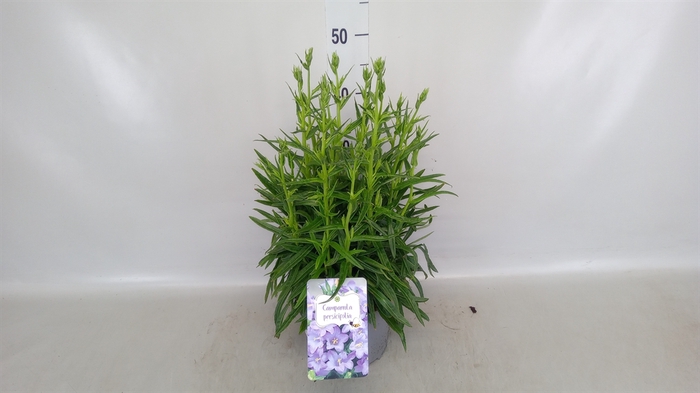 <h4>Campanula pers. 'Takion Blue'</h4>