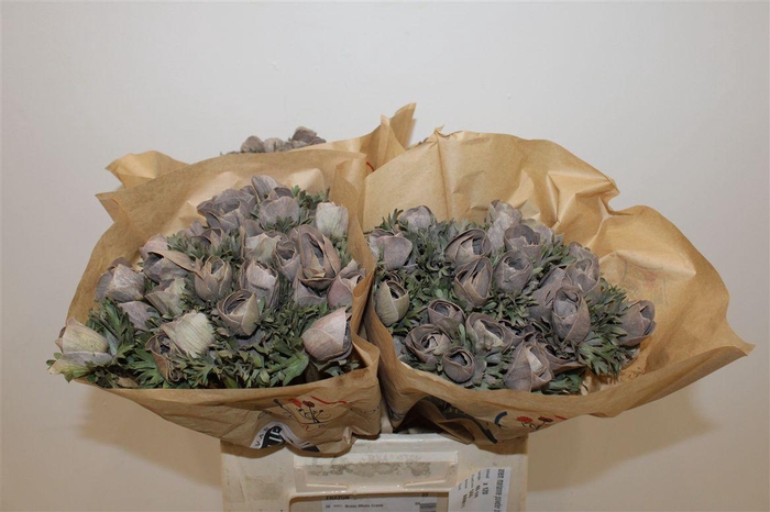 <h4>Anem Marianne Powder Brown</h4>