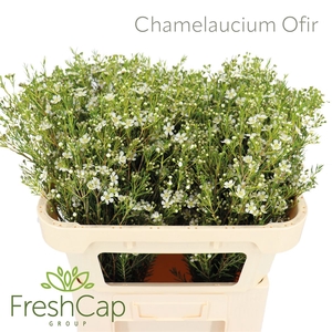 Chamelaucium Ofir