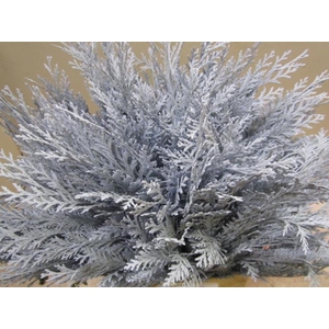 Conifeer Licht Blauw