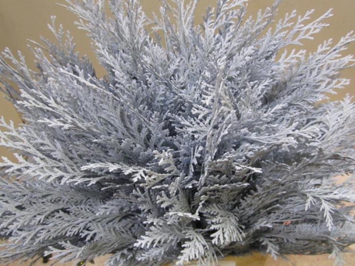 <h4>Conifeer Licht Blauw</h4>