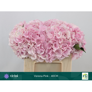 Hydr Verena Pink 40 cm Vicini
