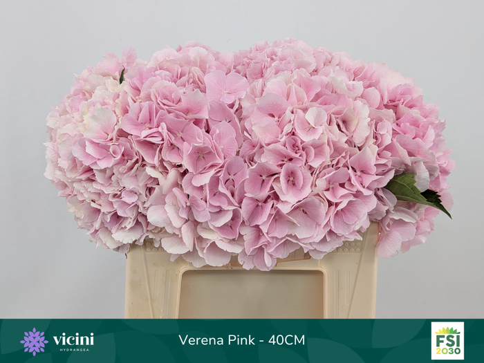 <h4>Hydr Verena Pink 40 cm Vicini</h4>