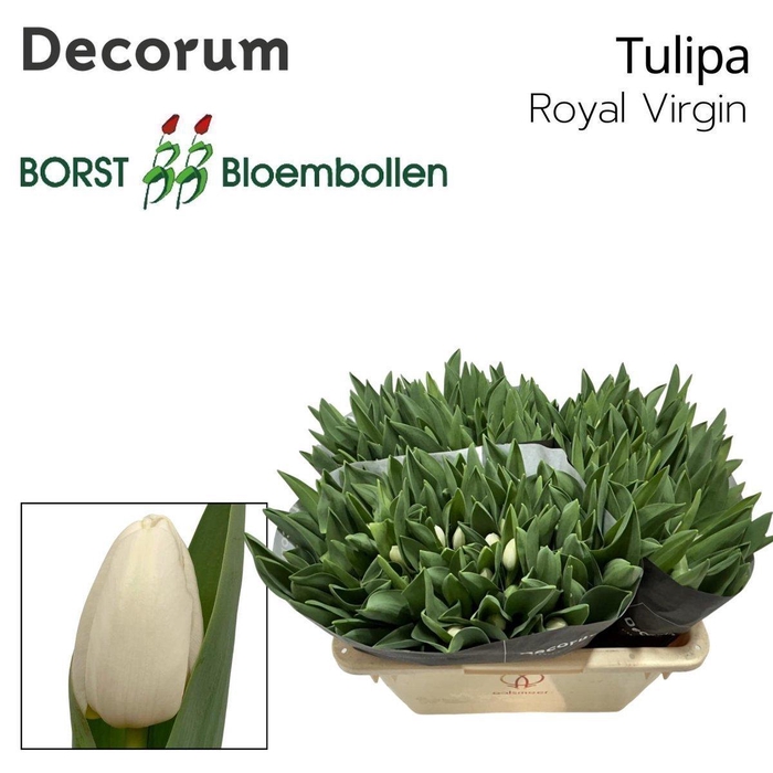 <h4>Tulipa si royal virgin</h4>