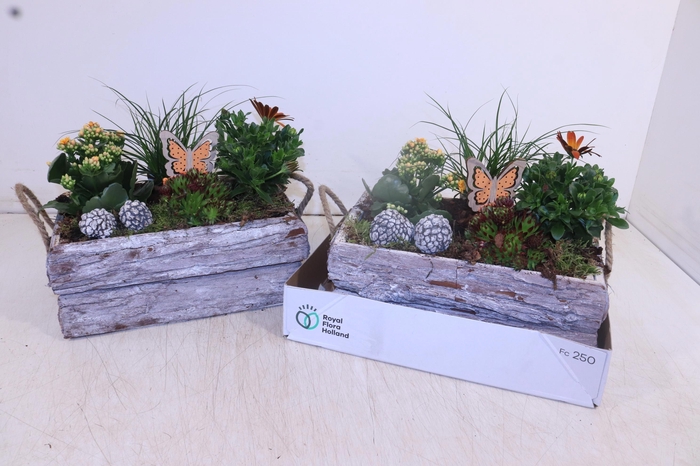 <h4>ARR TUINPLANTEN</h4>