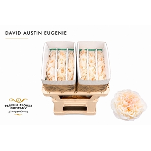 Rosa David Austin Eugenie