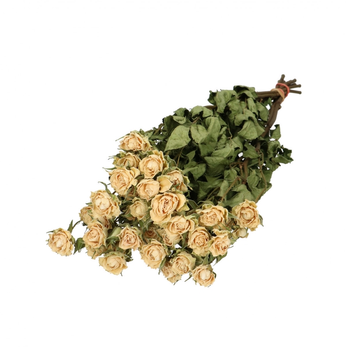 <h4>Dried flowers Rose spray 50cm x10</h4>