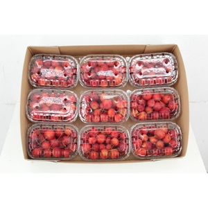 MALUS RED SENTINEL IN BOX+TOP