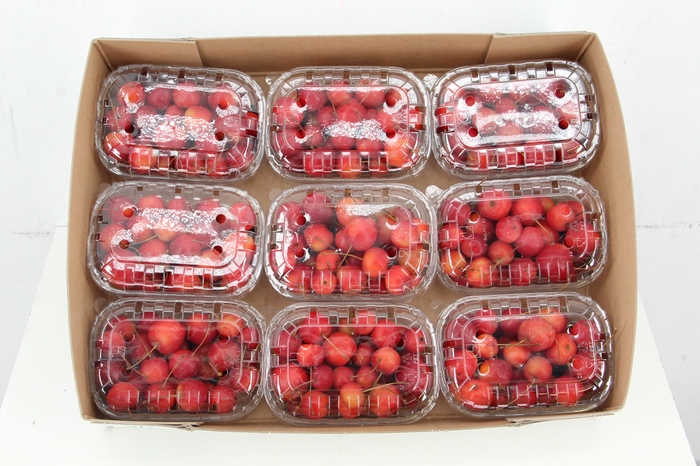 <h4>MALUS RED SENTINEL IN BOX+TOP</h4>