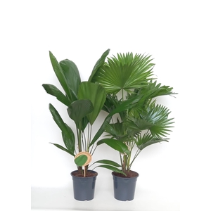 Exotisch palmmix / livi /licu