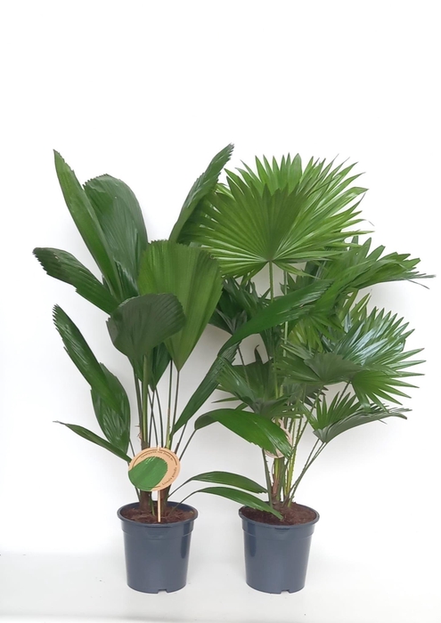 <h4>Exotisch palmmix / livi /licu</h4>