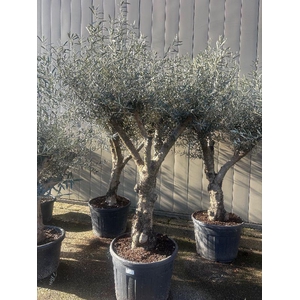 Olea europaea (Olijf) stam 40-60